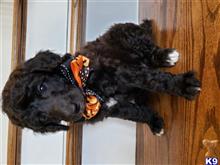 poodle puppy posted by CP Puppy Buddies